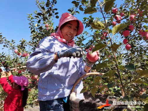 延安苹果种植新闻延安苹果手机专卖店